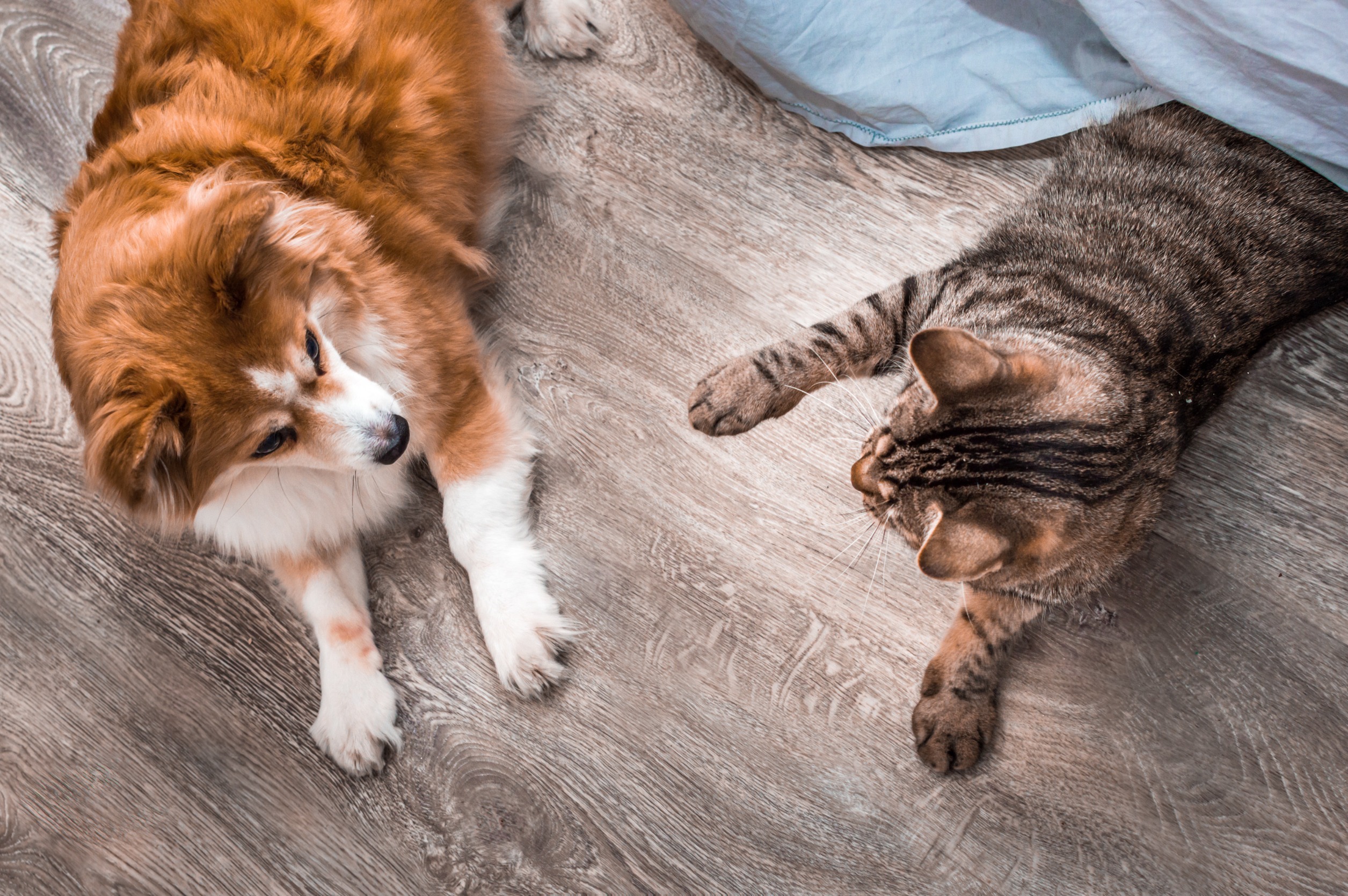 What are the Best Types of Flooring for Pet Owners?